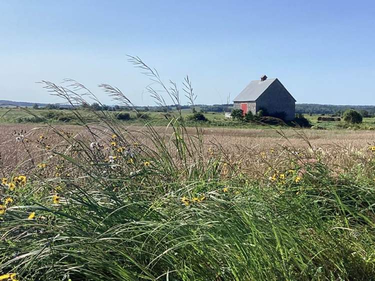Marshlands of the Cumberland township.  Photo rights:  F. Elizabeth Morrison 2024. 